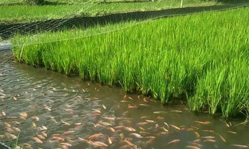 Ikan Nila