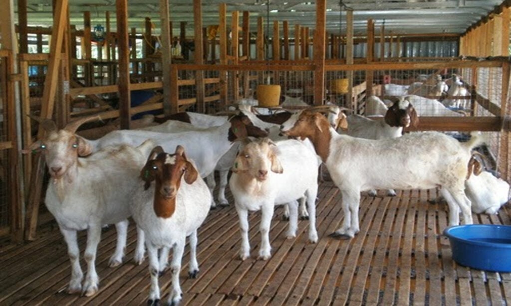 Ternak Kambing